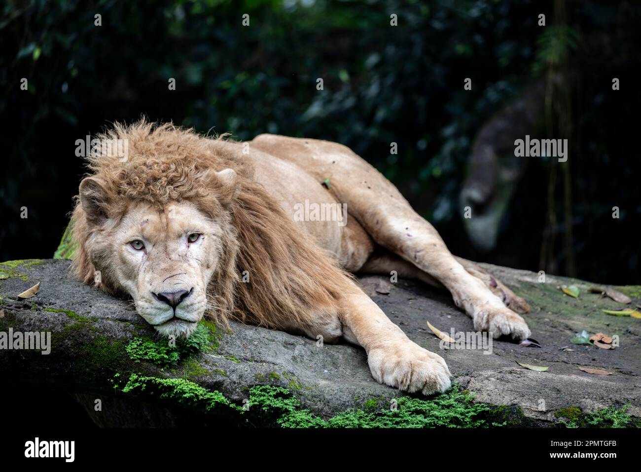 Il leone bianco è una rara mutazione di colore del leone, in particolare il leone dell'Africa australe. I leoni bianchi non sono albini. Foto Stock