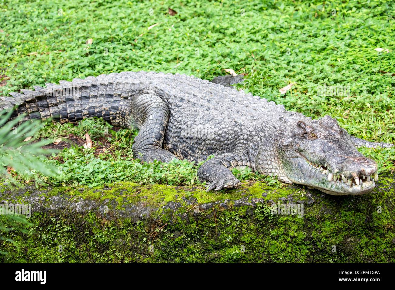 Il coccodrillo di acqua salata (Crocodylus porosus) è un nativo di  coccodrilli di saltwater habitat e zone umide salmastre dall India east  coast attraverso Southe Foto stock - Alamy