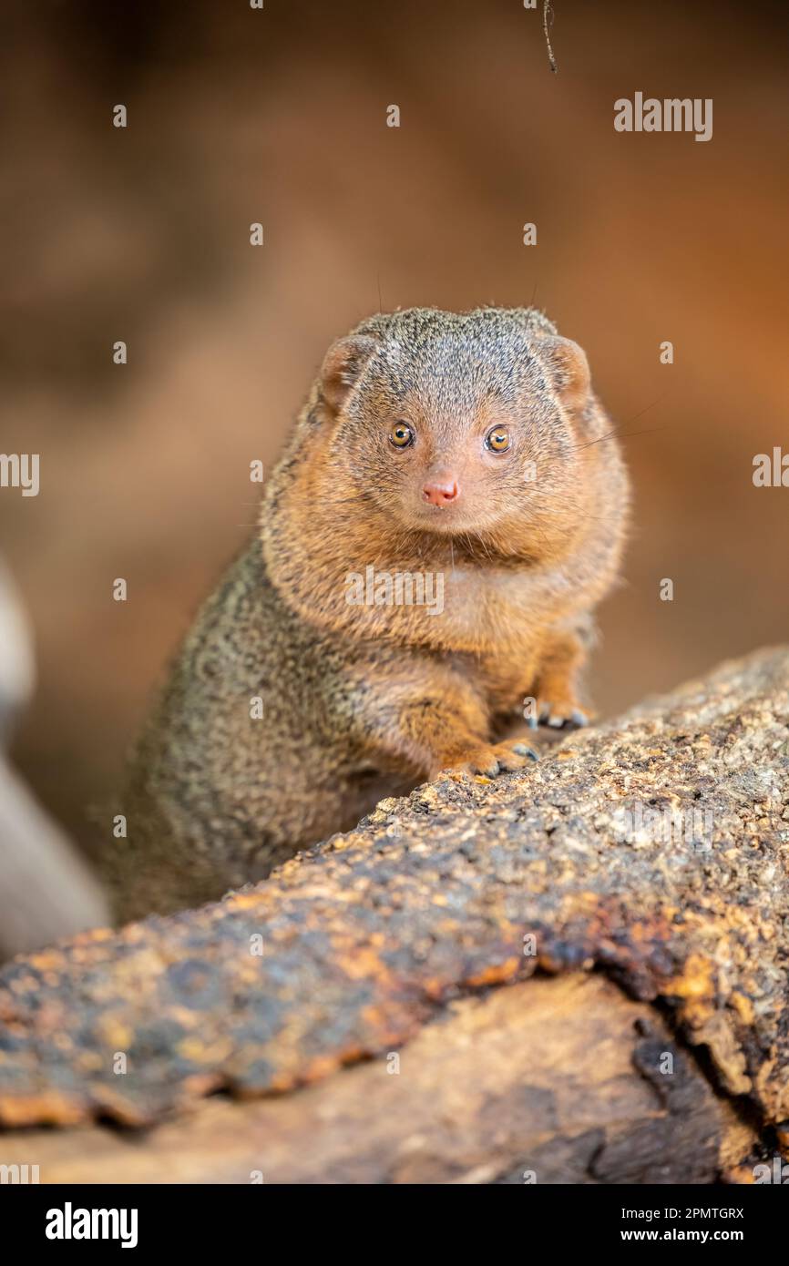 La monoca nana (Helogale parvula) è una specie di monoca originaria dell'Angola, della Namibia settentrionale, del KwaZulu-Natal in Sudafrica, dello Zambia e dell'Est Foto Stock