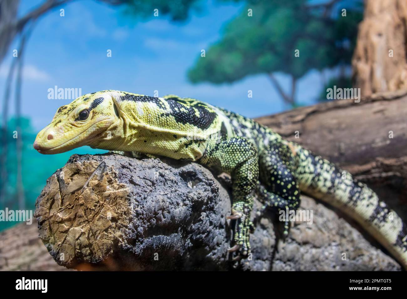 Il monitor dell'acqua a testa gialla (Varanus cumingi). È una specie di lucertola della famiglia Varanidae. Foto Stock