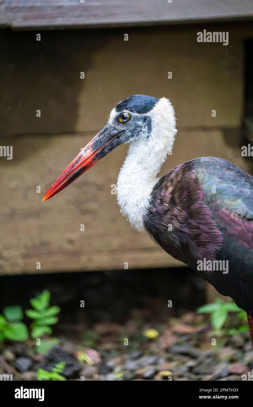 Il collo di lana asiatico (Ciconia episcopus) è distribuito in un'ampia varietà di habitat, tra cui paludi nelle foreste, aree agricole e acqua dolce Foto Stock