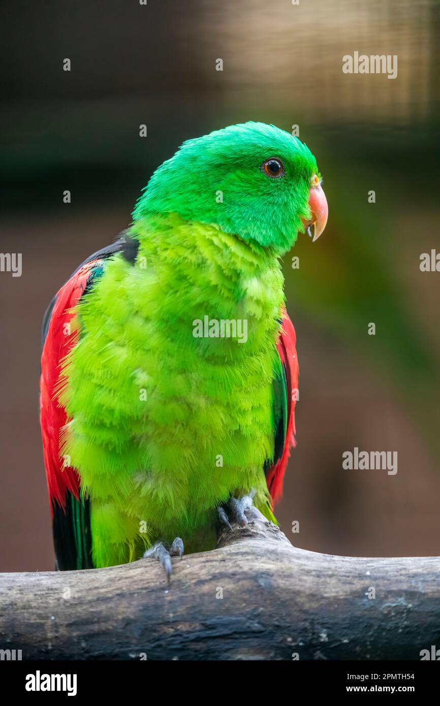 Il pappagallo rosso (Aprosmictus eritrypterus) è un pappagallo originario dell'Australia e della Nuova Guinea. Si trova in praterie, savana, terreni agricoli, Foto Stock