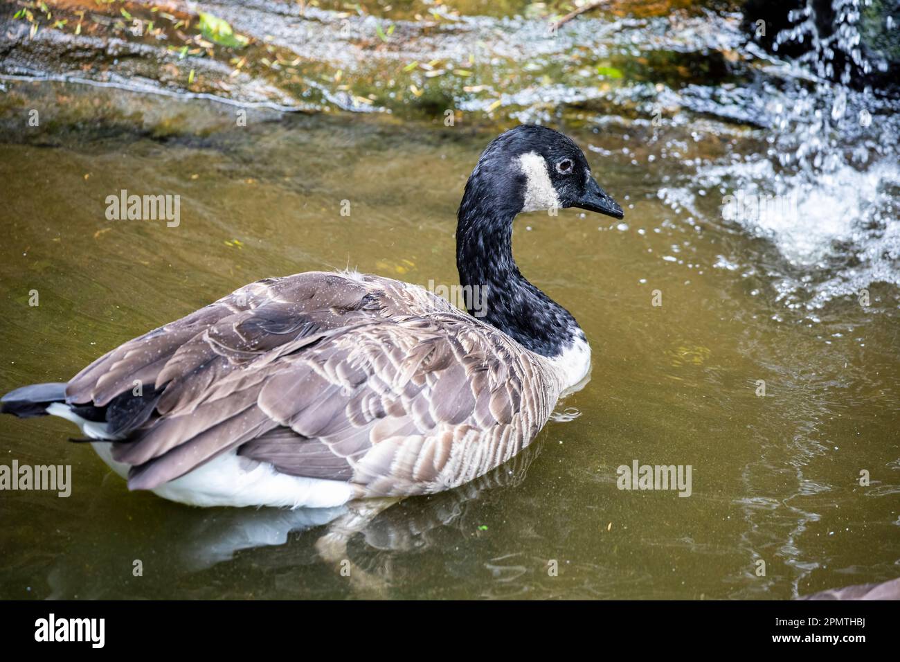 L'oca canadese (Branta canadensis) è una grande oca selvaggia con testa e collo neri, guance bianche, bianche sotto il mento, e un corpo marrone. Foto Stock