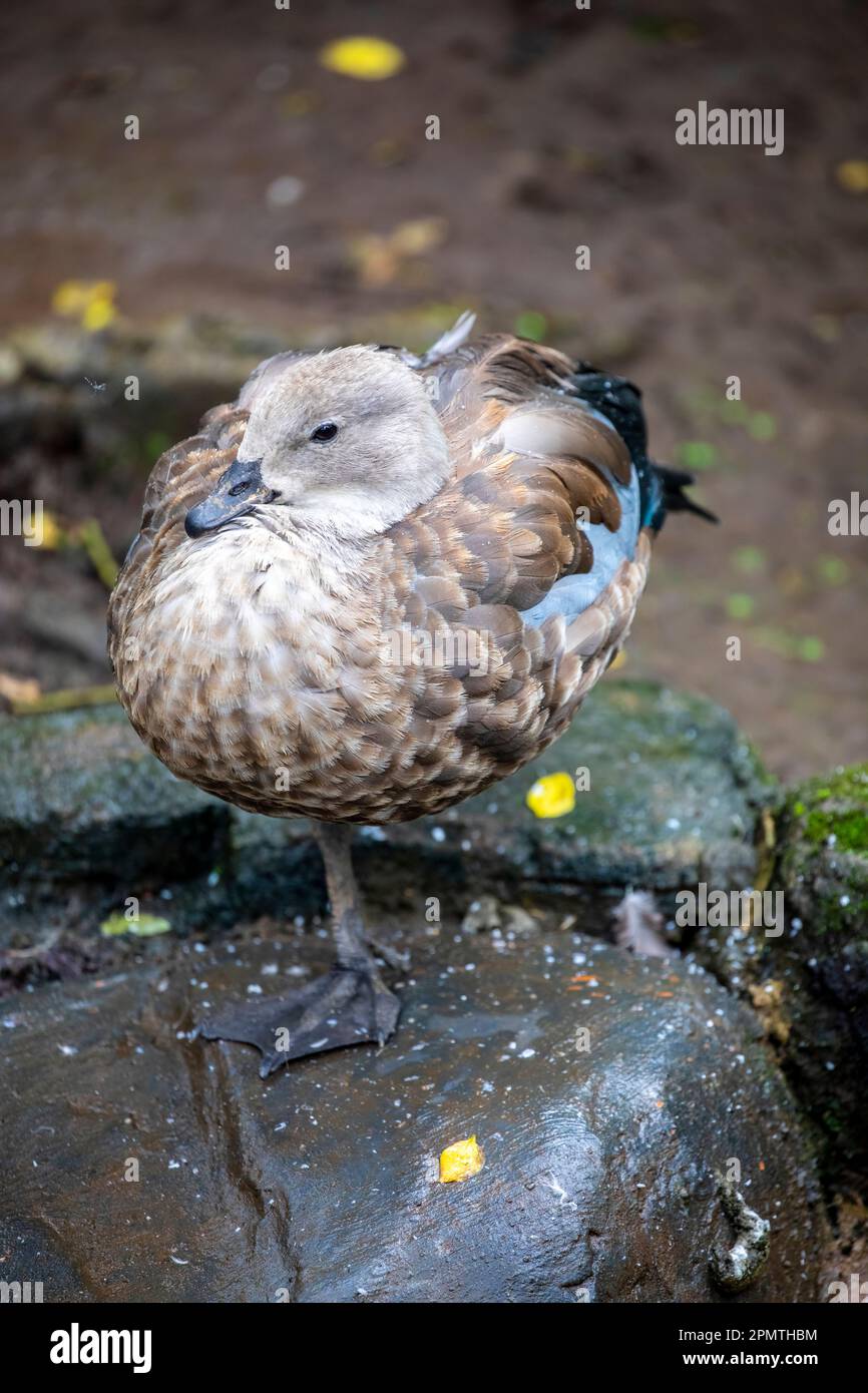 L'oca dalle ali blu (Cyanochen cianoptera) è una specie di uccelli acquatici endemica dell'Etiopia. Ha un piccolo becco nero e gambe nere. Un chunky Foto Stock