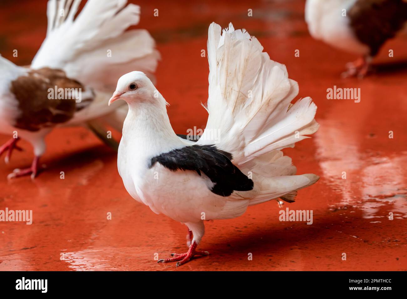 La fantasia è una razza popolare di piccione fantasia, è caratterizzata da una coda a ventaglio composta da 30 a 40 piume Foto Stock