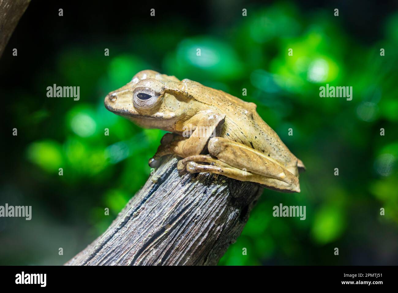 La rana orrida (Polipedates otilophus) è una rana della famiglia dei Rhacoforidae. È endemica del Borneo. Foto Stock