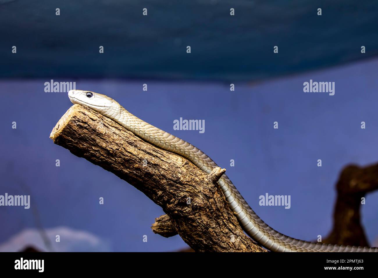 Il mamba nero (Dendroaspis polylepis) è un serpente molto velenoso appartenente alla famiglia degli Elapidae. Foto Stock