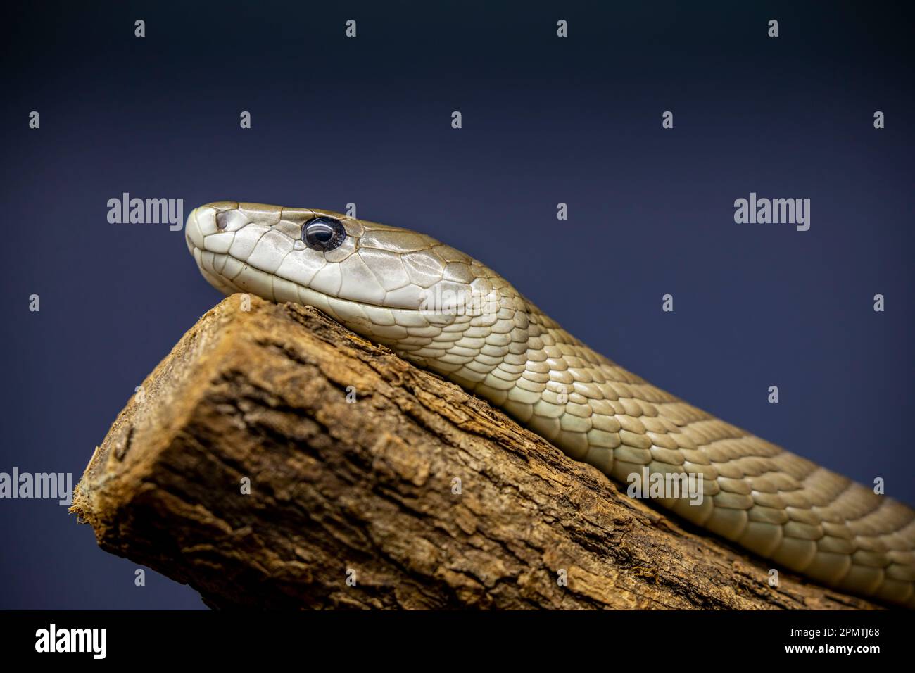 Il mamba nero (Dendroaspis polylepis) è un serpente molto velenoso appartenente alla famiglia degli Elapidae. Foto Stock
