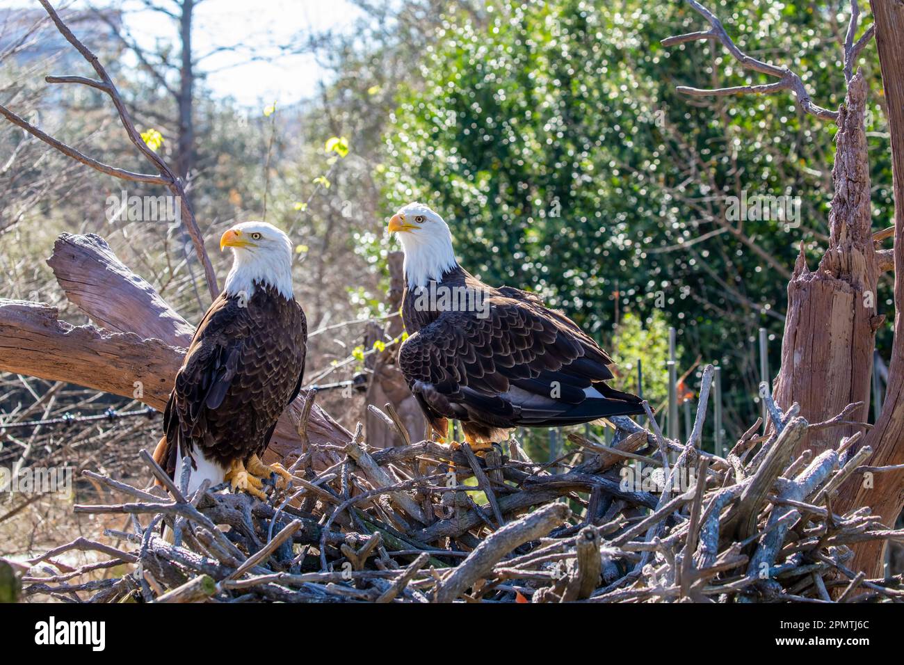 L'immagine closeup di aquila calva (Haliaeetus leucocephalus), un uccello di preda trovato in Nord America. Foto Stock