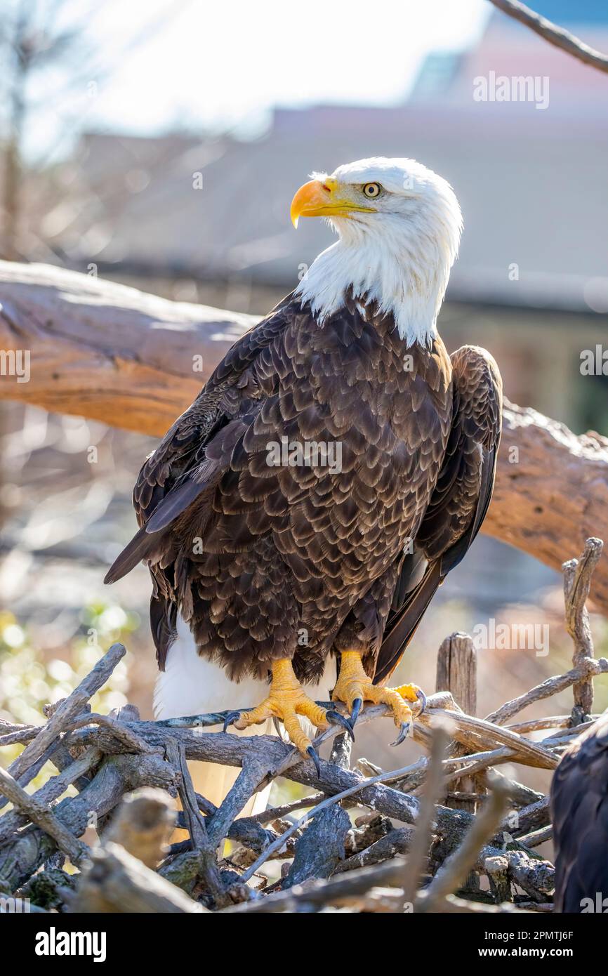L'immagine closeup di aquila calva (Haliaeetus leucocephalus), un uccello di preda trovato in Nord America. Foto Stock