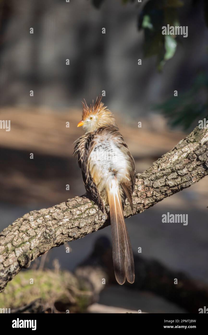Il cuculo di guira (Guira guira) è un uccello gregarioso che si trova ampiamente in habitat aperti e semi-aperti. Parte superiore marrone scuro con striature bianche Foto Stock