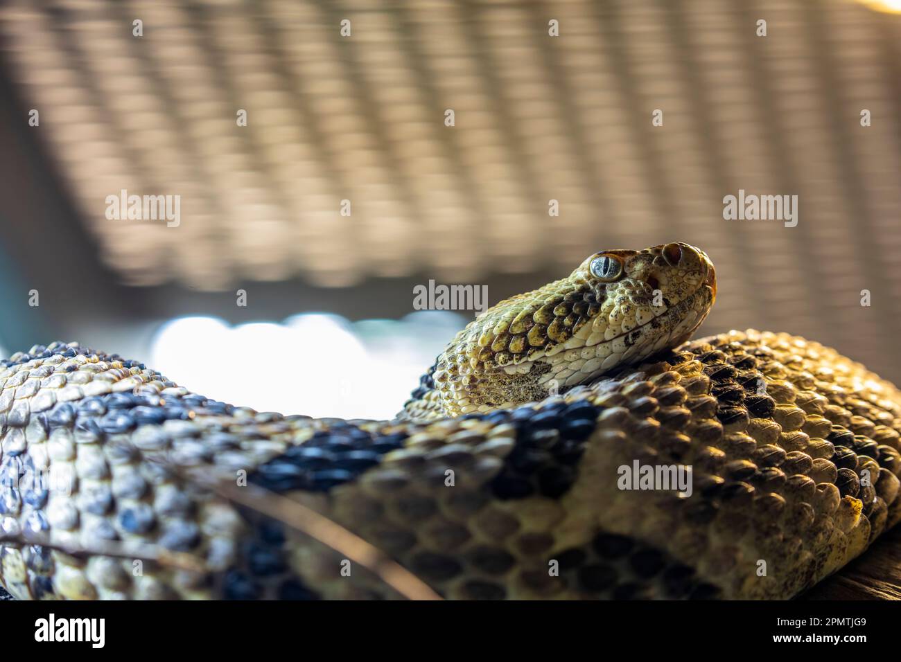 Il serpente di legno (Crotalus horridus) è una specie di vipera endemica del Nord America orientale. è velenoso, con un morso molto tossico. Foto Stock