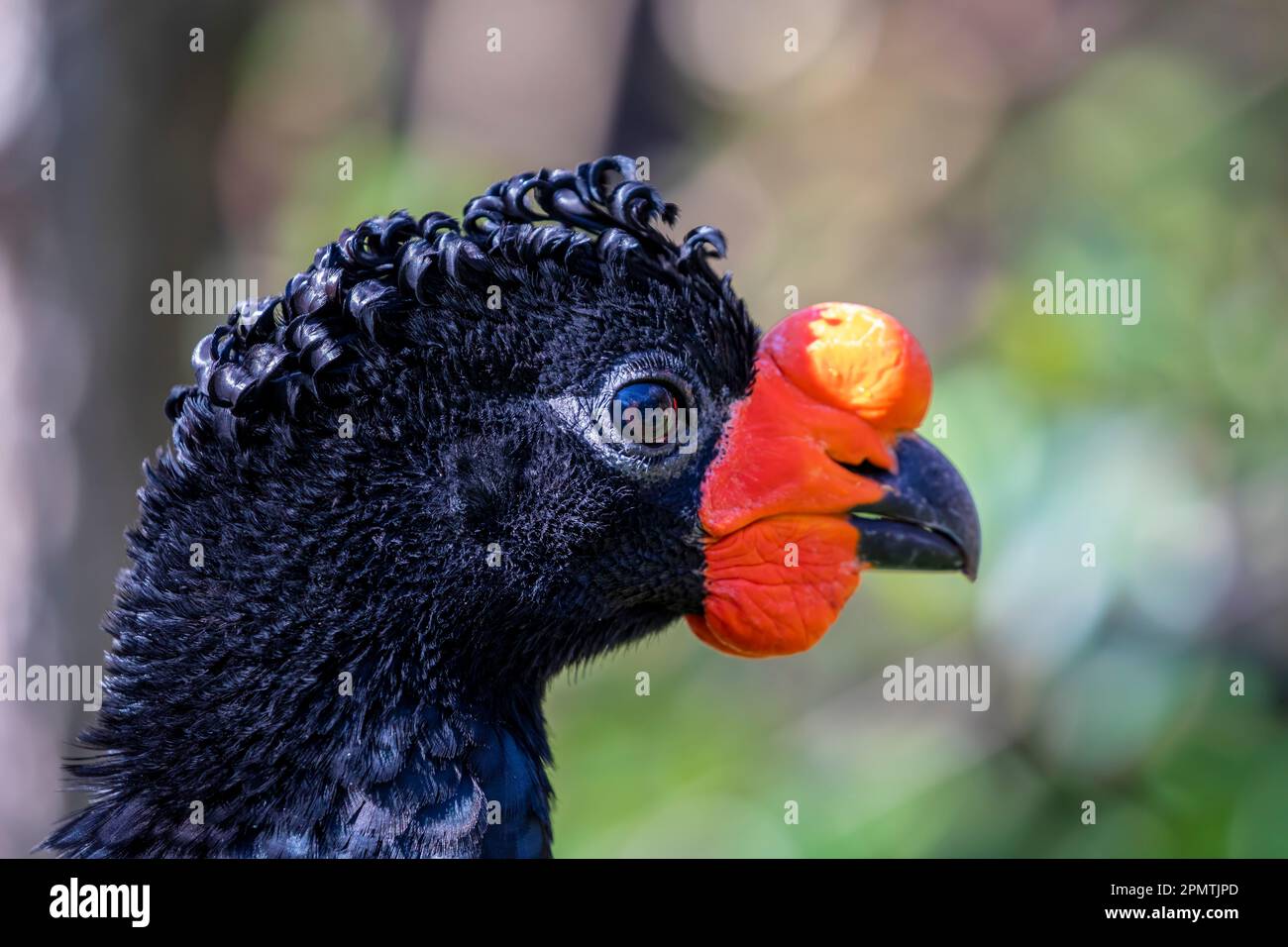 La cagliata (Crax globulosa) è un membro minacciato della famiglia Cracidae, le cagliate, guani e chachalacas. Foto Stock