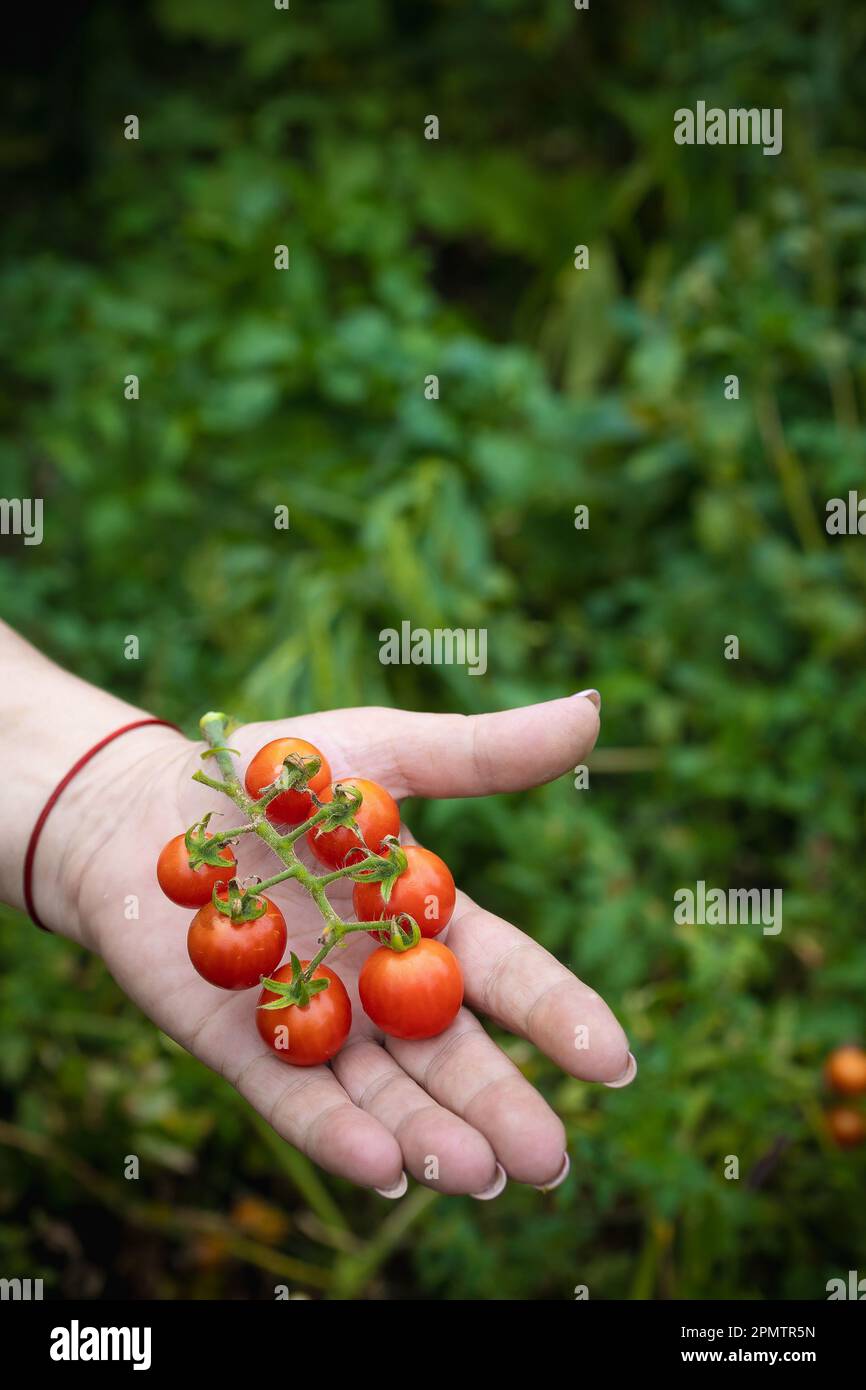 la mano tiene un ramo di pomodori ciliegini maturi su uno sfondo di vegetazione sfocata. Foto Stock