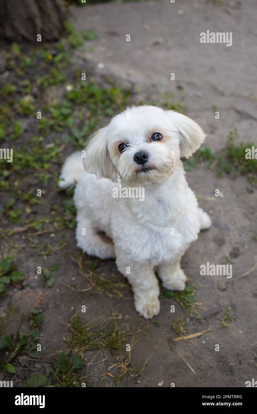 bella bianco maltese siede e guarda la fotocamera. Foto Stock