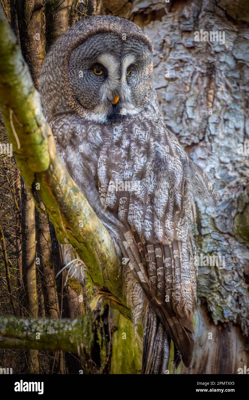 grande gufo grigio arroccato su un arto nella foresta Foto Stock