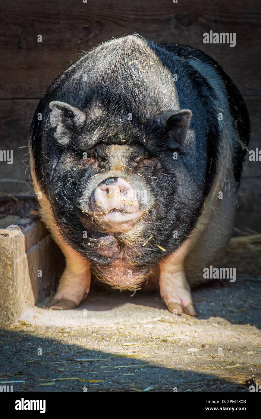 primo piano di un maiale panciottolato in piedi al sole Foto Stock