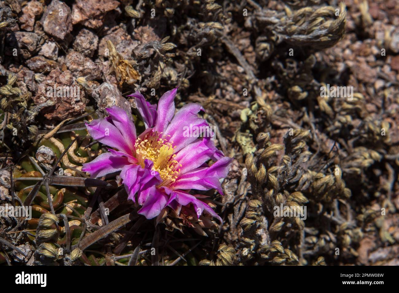 Un fiore viola di cactus Stenocactus multicostatus Foto Stock