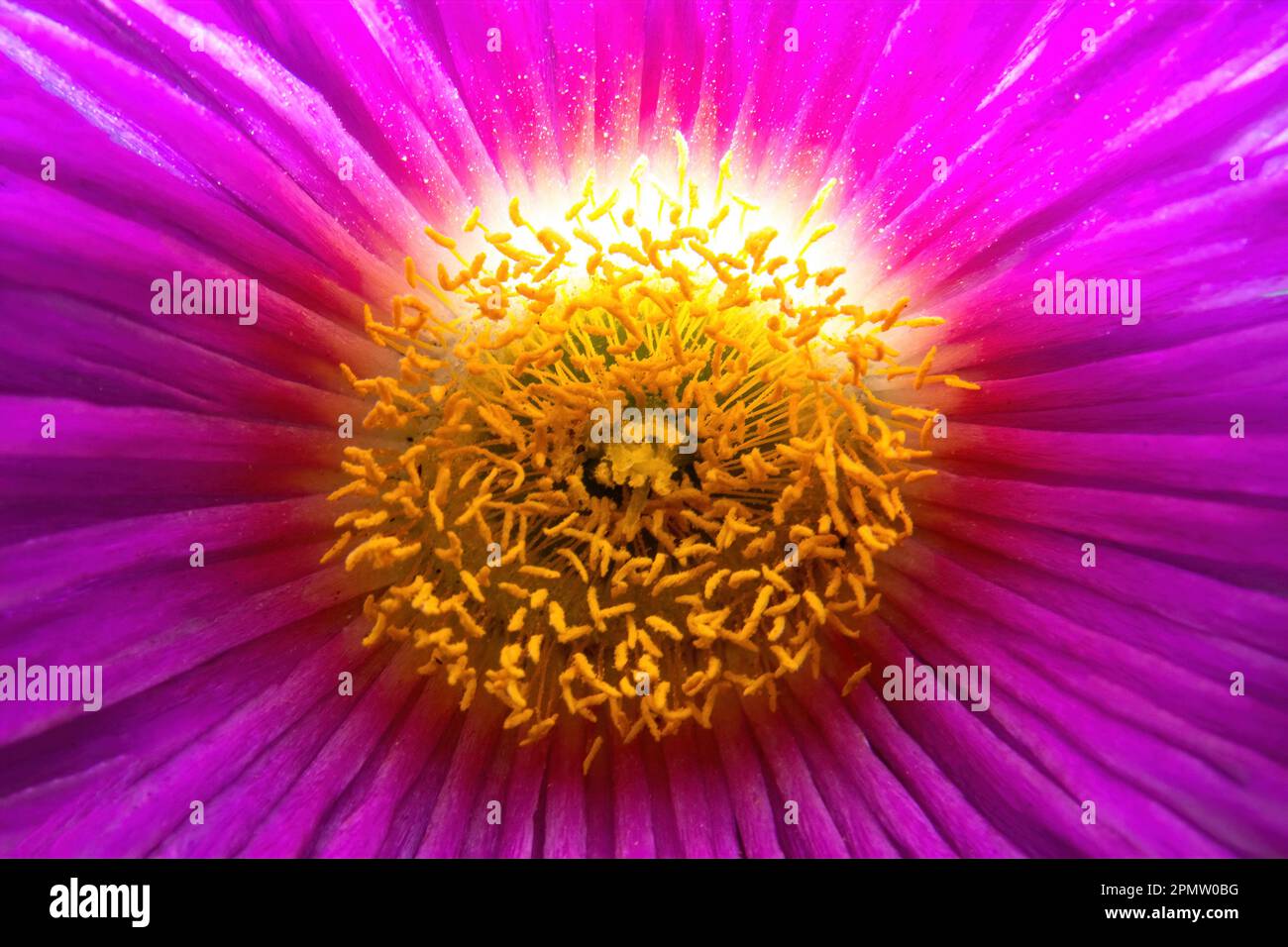Foto macro di fiore rosa dell'artiglio del gatto Carpobrotus edulis Foto Stock