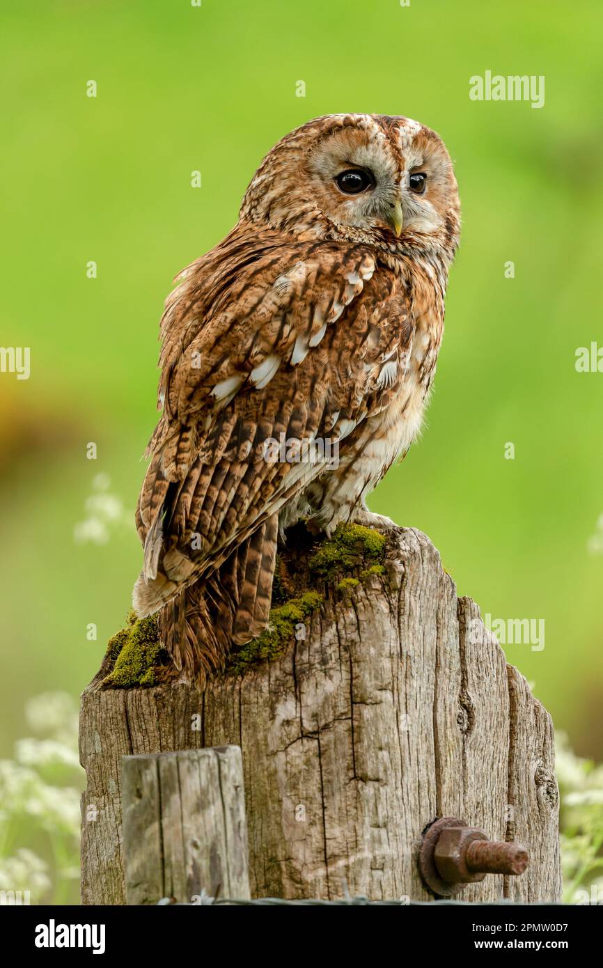 Primo piano ritratto di un gufo bruno appollaiato su un vecchio palo di recinzione stagionato e rivolto a destra. Pulito, sfondo verde. Nome scientifico: Strix aluco. V Foto Stock