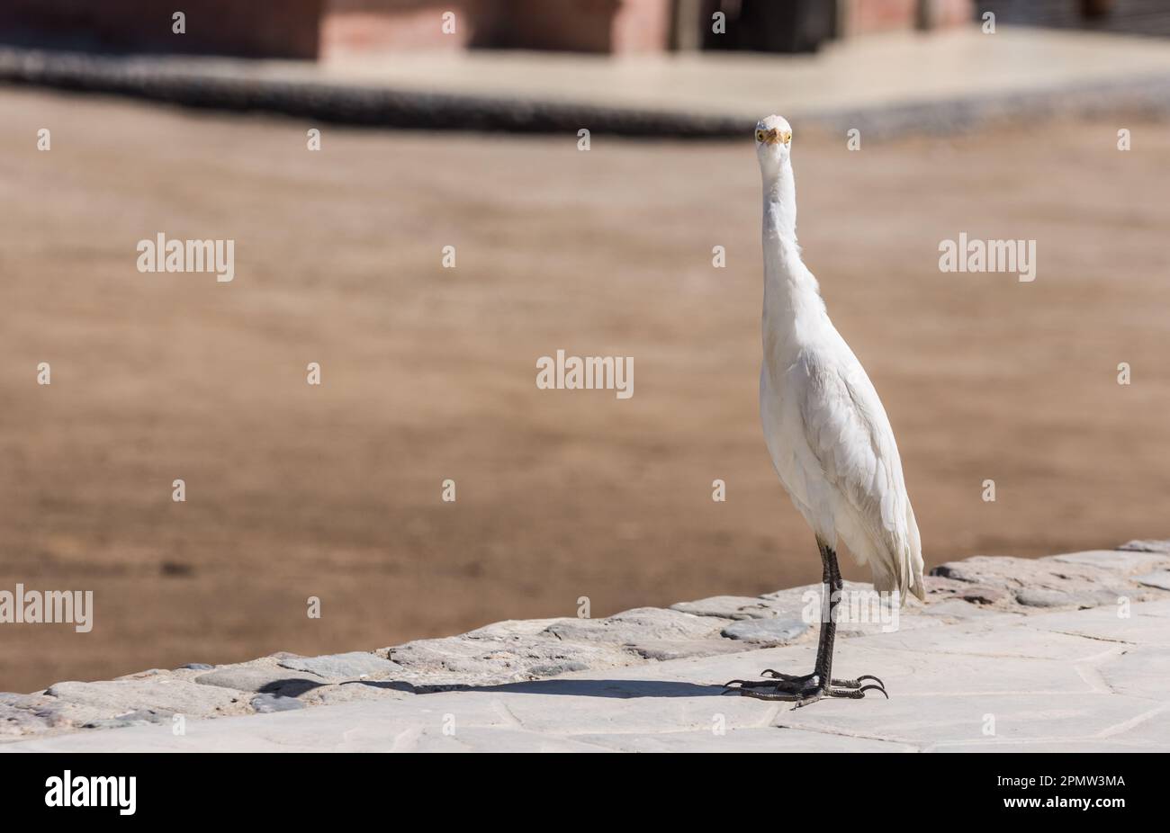 una sola cameretta bianca del bambino in piedi su un sentiero da un resort e guarda direttamente nella macchina fotografica Foto Stock