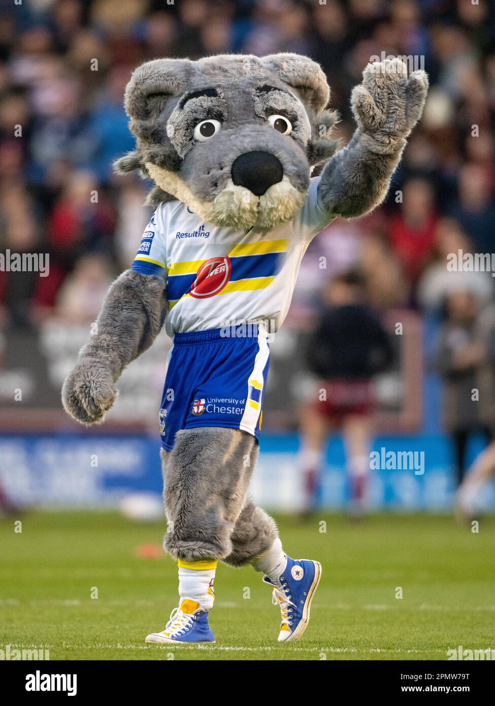 Warrington, Cheshire, Inghilterra 14th aprile 2023. Warrington Wolves mascotte Wolfie attraversa il campo prima del calcio d'inizio, durante Warrington Wolves V Wigan Warriors Rugby League Football Club all'Halliwell Jones Stadium, la Betfred Super League, Warrington (Credit Image: ©Cody Froggatt/Alamy Live news) Foto Stock