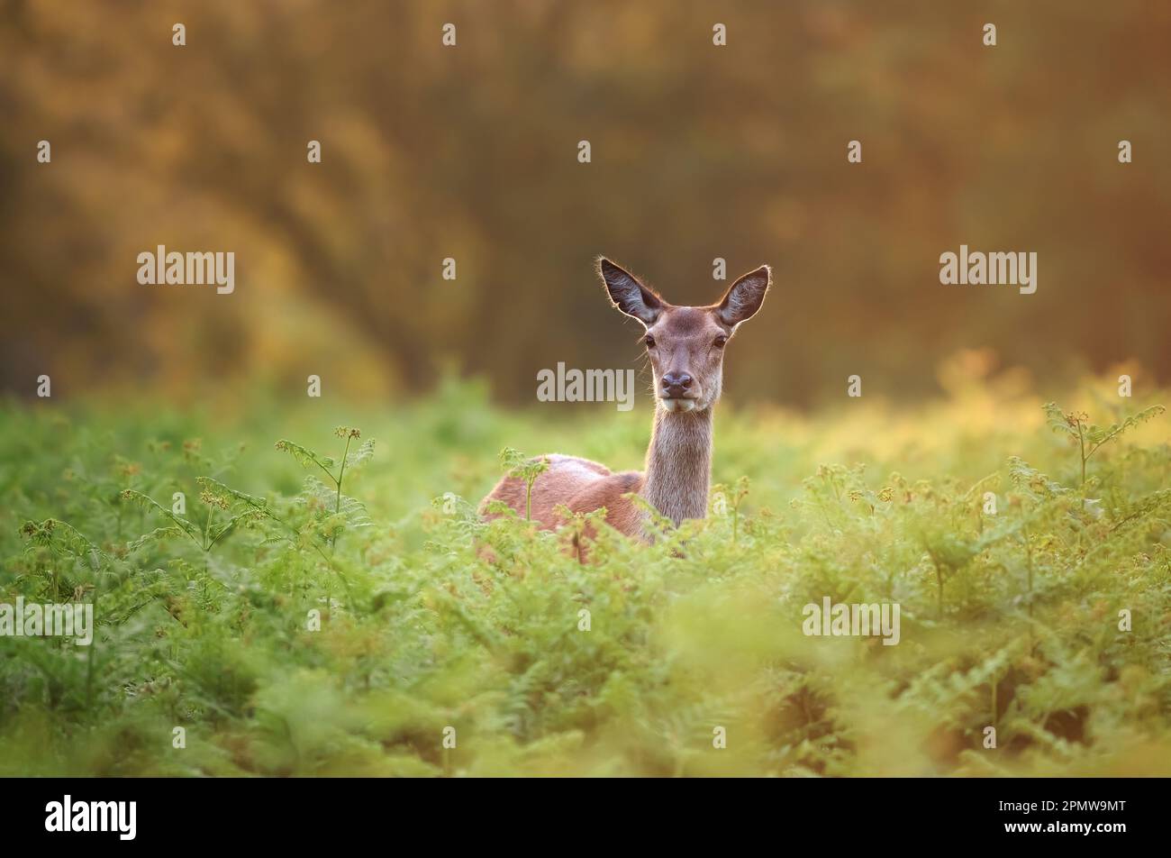 Primo piano di una cotenna rossa in primavera, nel Regno Unito. Foto Stock