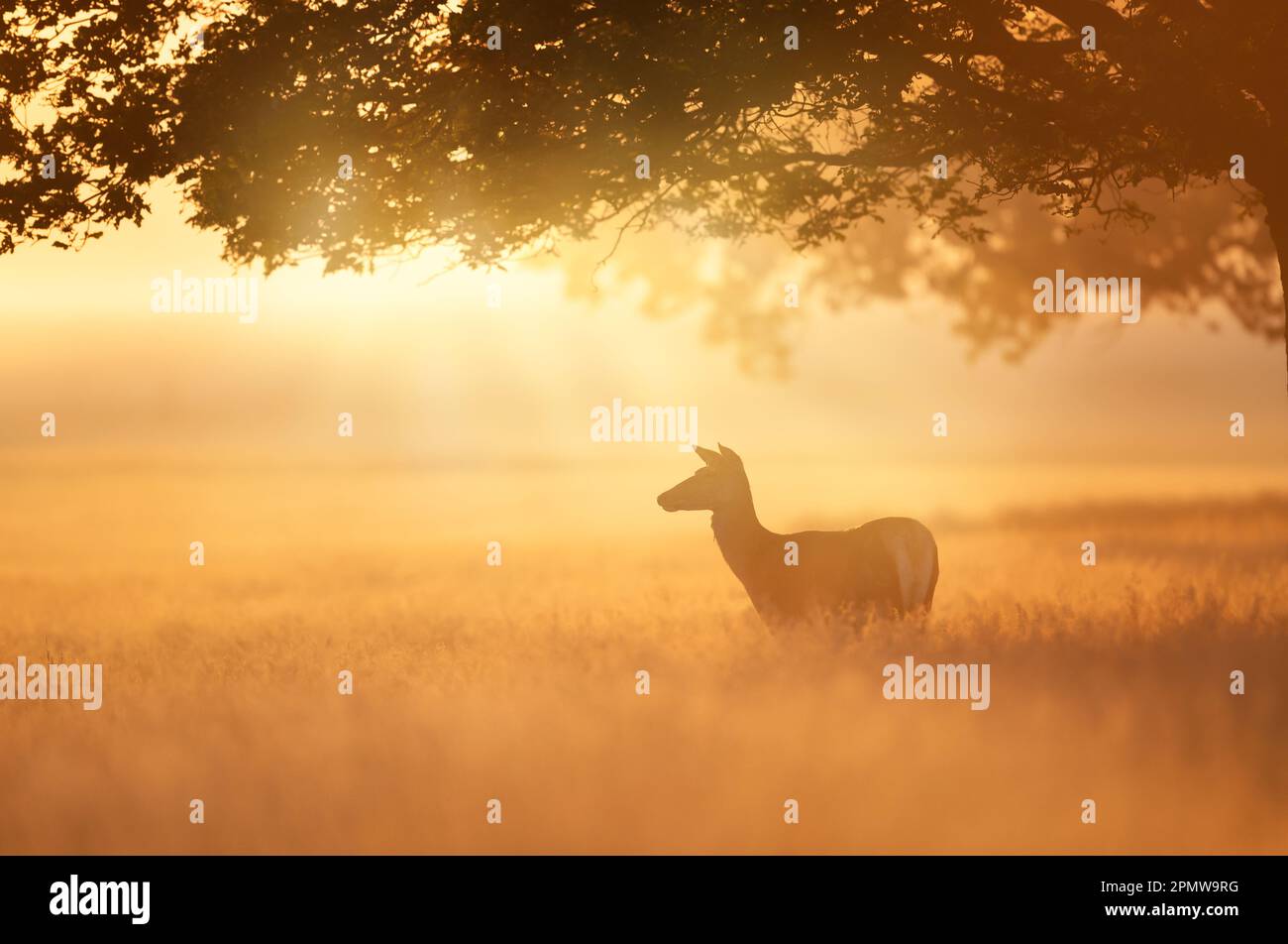 Primo piano di una cotenna rossa all'alba, nel Regno Unito. Foto Stock