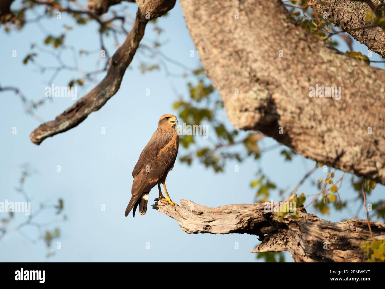 Falco di savana appollaiato in un albero, Pantanal, Brasile. Foto Stock