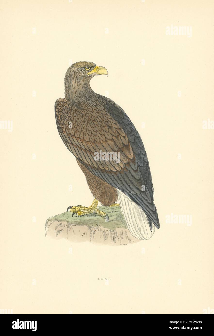Erne. Morris's British Birds. Stampa a colori antica 1903 anni Foto Stock