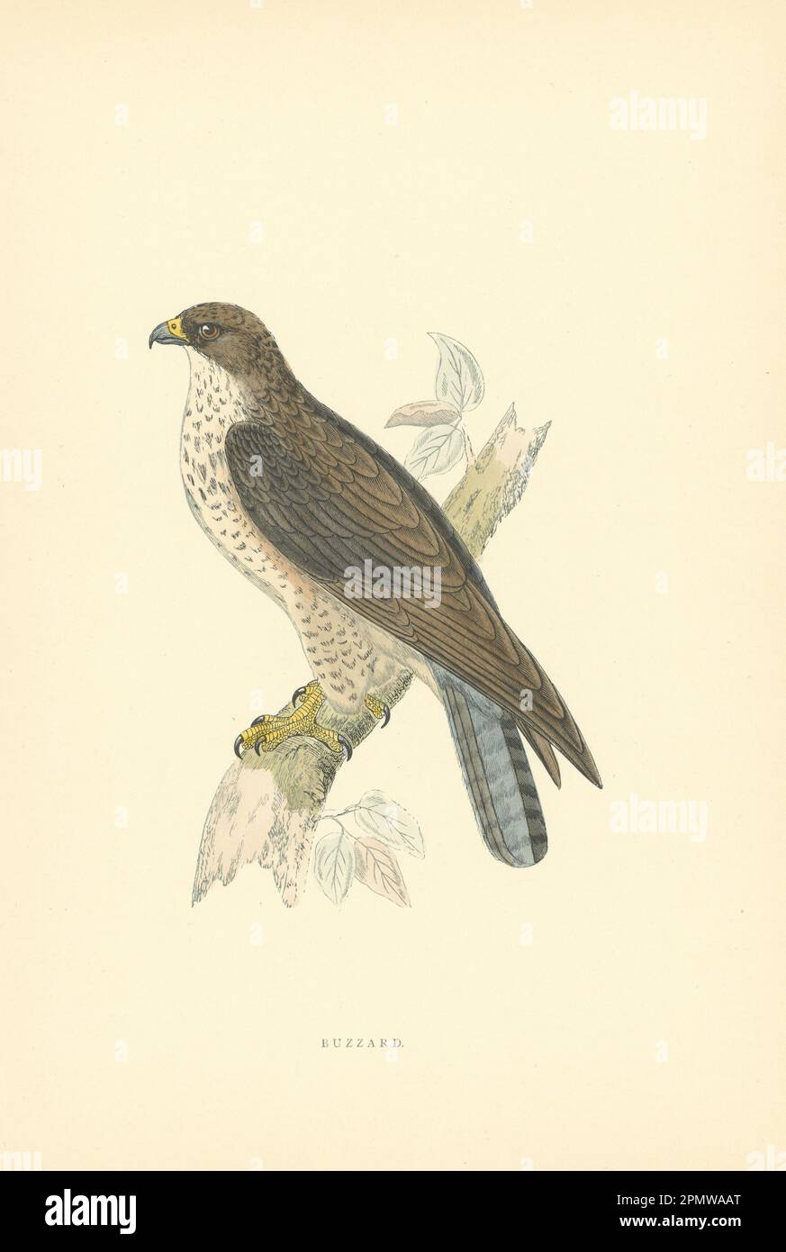 Buzzard. Morris's British Birds. Stampa a colori antica 1903 anni Foto Stock