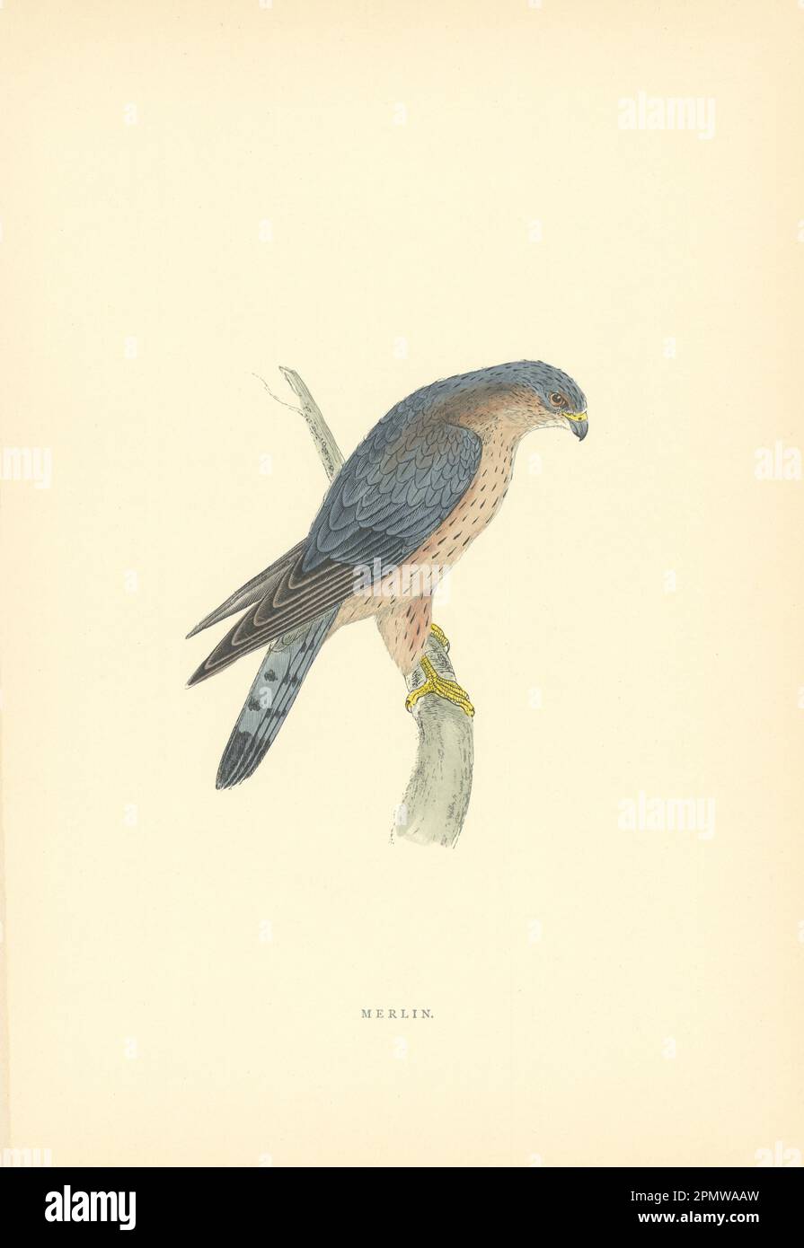 Merlin. Morris's British Birds. Stampa a colori antica 1903 anni Foto Stock