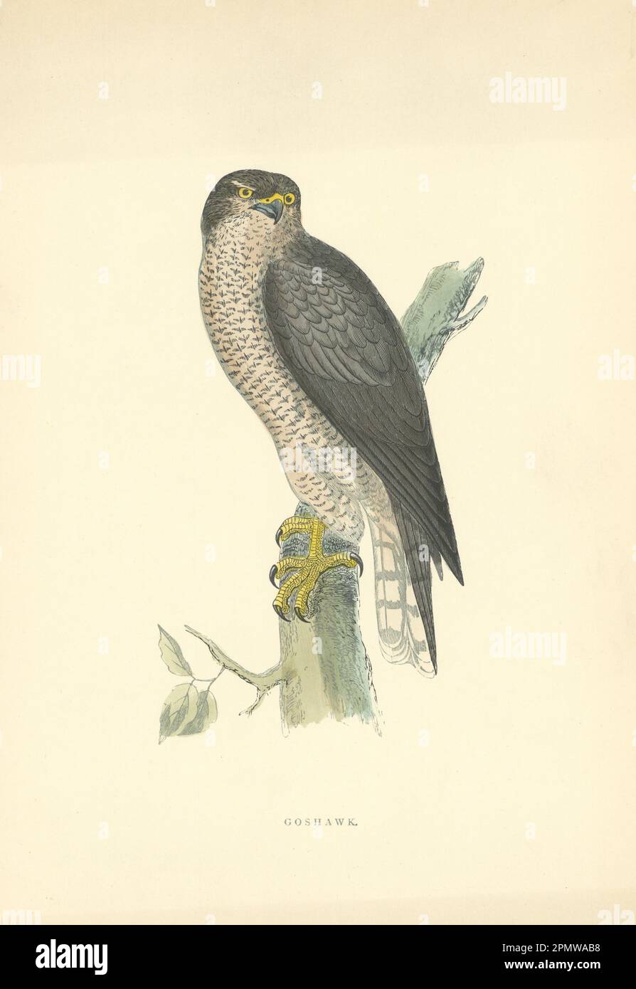 Goshawk. Morris's British Birds. Stampa a colori antica 1903 anni Foto Stock