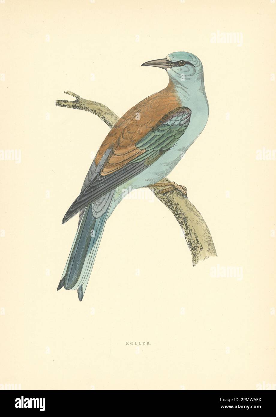 Rullo. Morris's British Birds. Stampa a colori antica 1903 anni Foto Stock