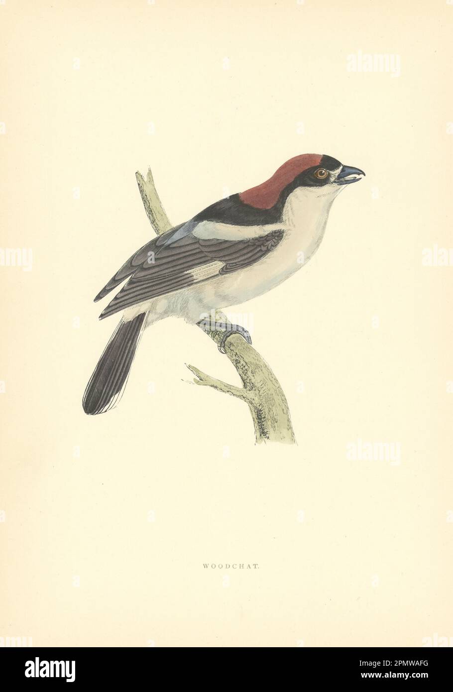 Woodchat. Morris's British Birds. Stampa a colori antica 1903 anni Foto Stock