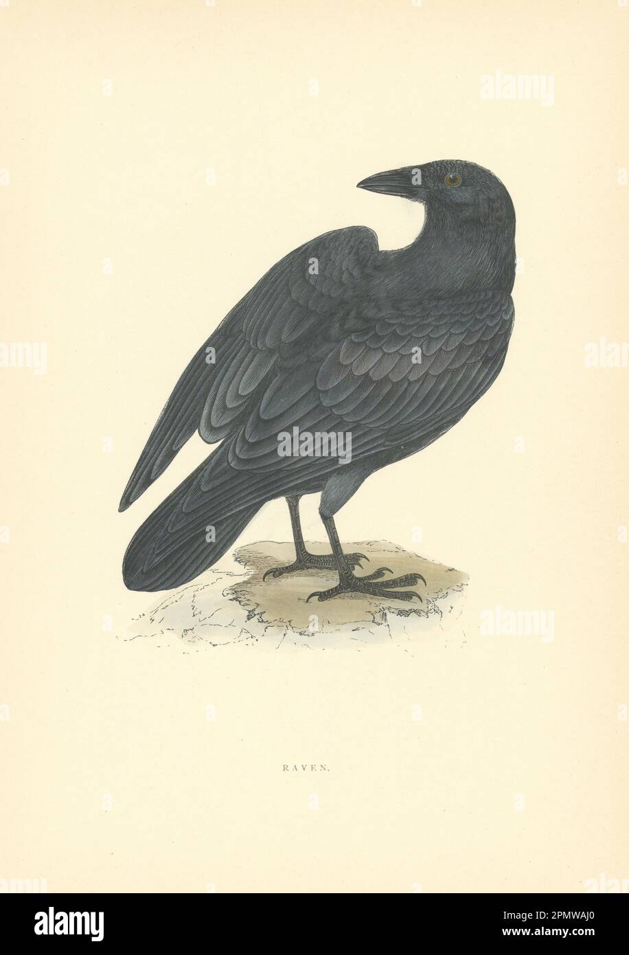 Raven. Morris's British Birds. Stampa a colori antica 1903 anni Foto Stock