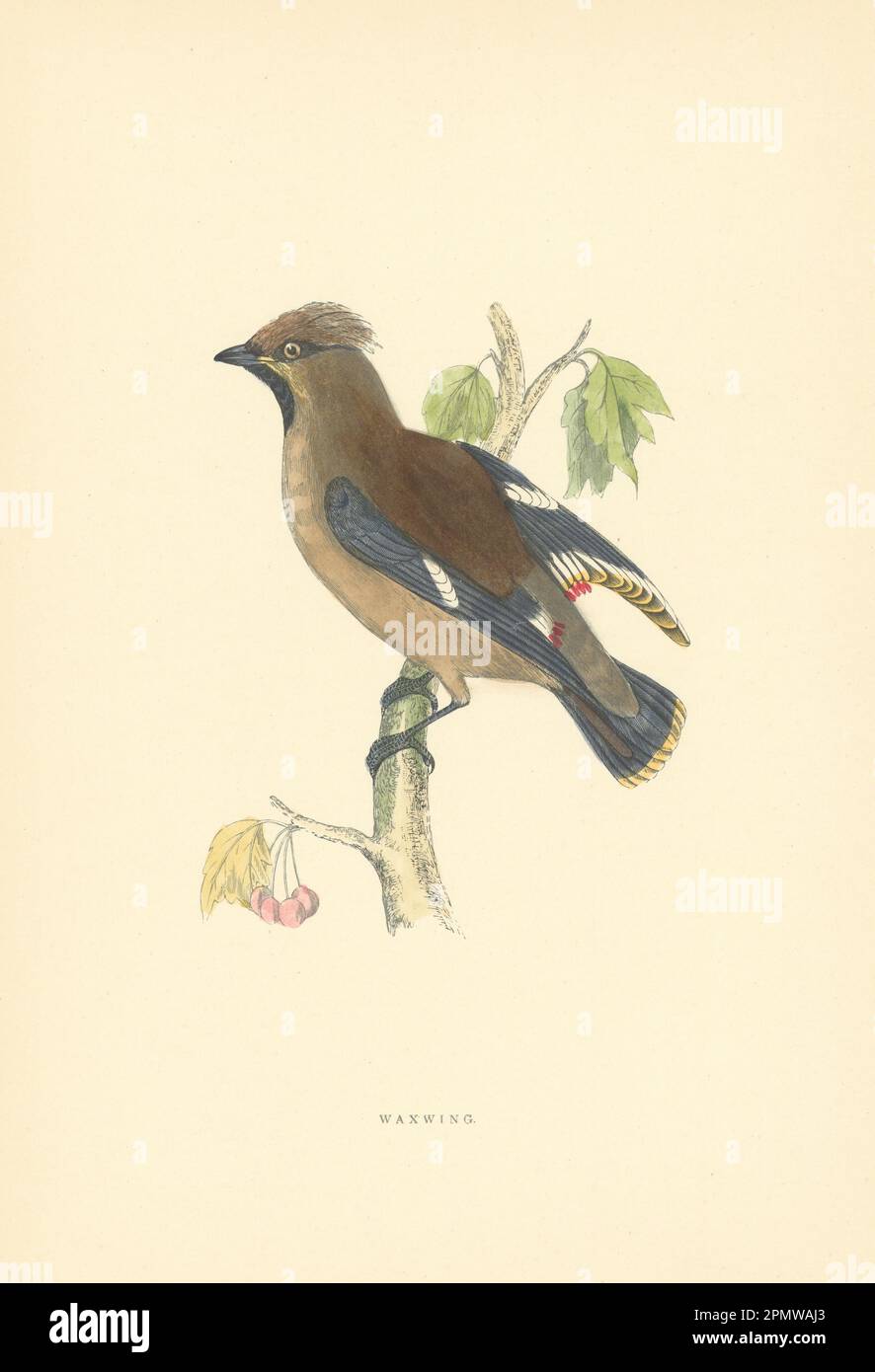 Waxwing. Morris's British Birds. Stampa a colori antica 1903 anni Foto Stock