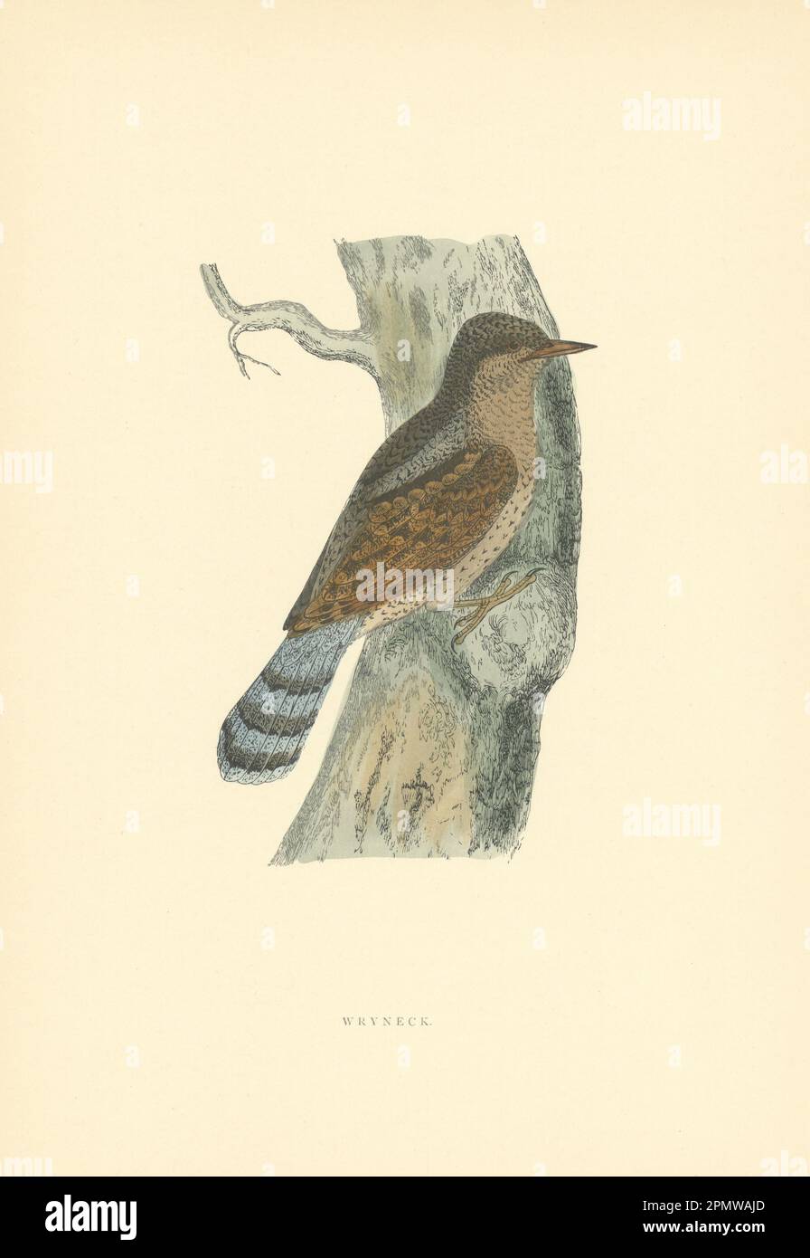 Girocollo. Morris's British Birds. Stampa a colori antica 1903 anni Foto Stock