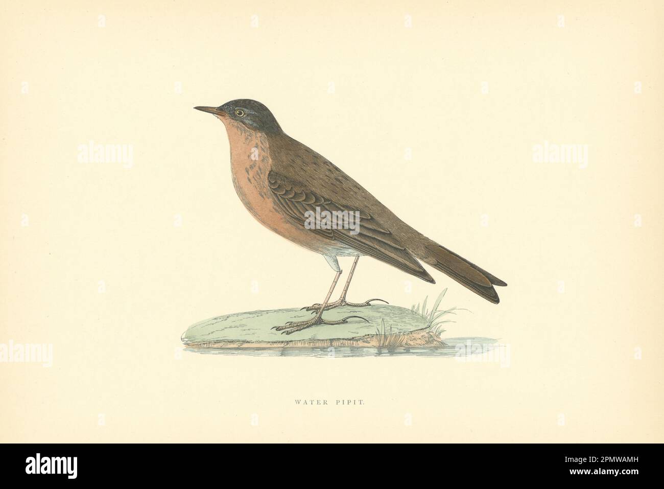 Pipit. Acqua Morris's British Birds. Stampa a colori antica 1903 anni Foto Stock