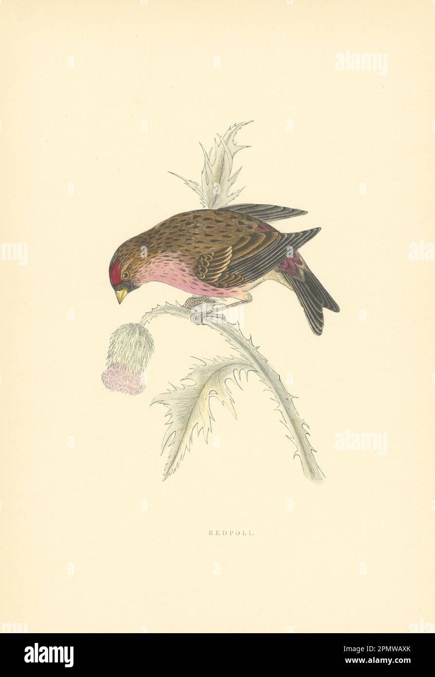 Ripetere il sondaggio. Morris's British Birds. Stampa a colori antica 1903 anni Foto Stock
