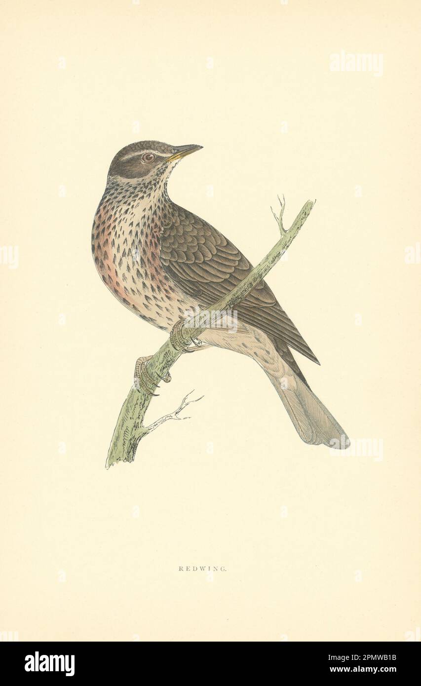 Redwing. Morris's British Birds. Stampa a colori antica 1903 anni Foto Stock