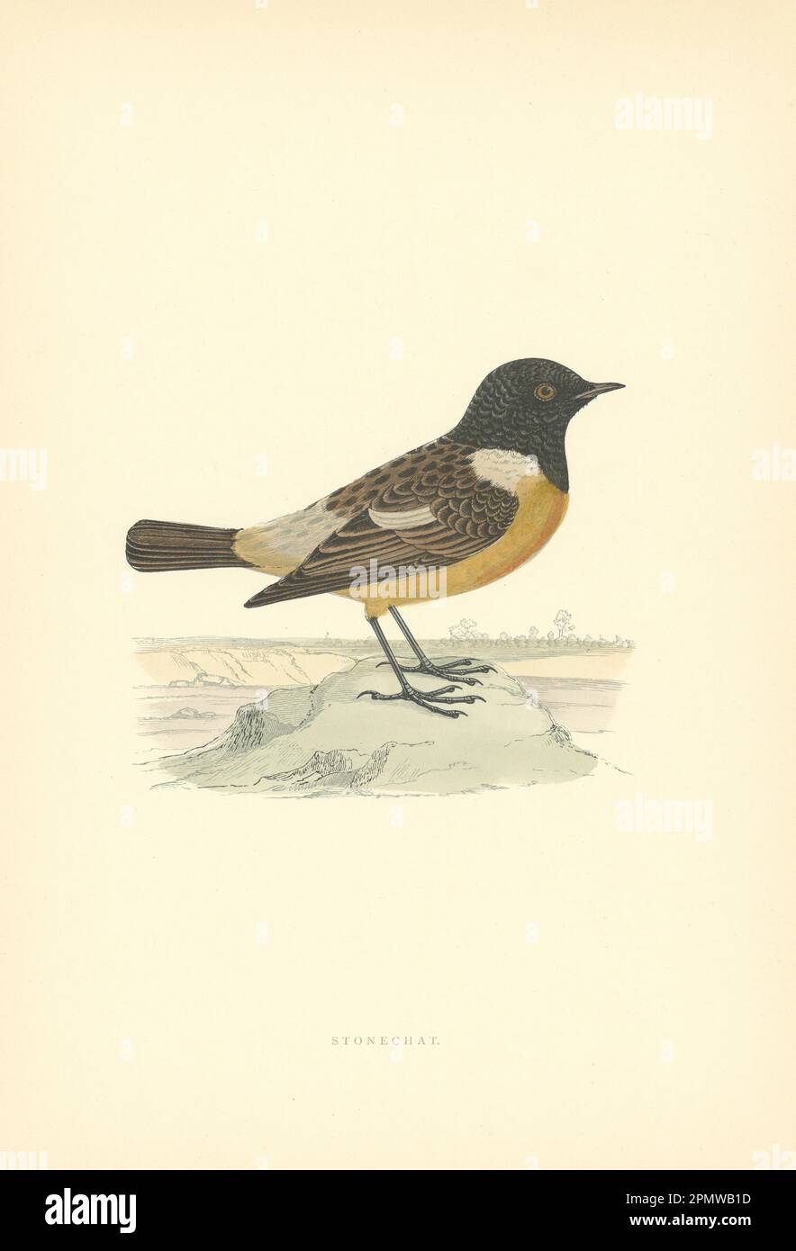 Stonechat. Morris's British Birds. Stampa a colori antica 1903 anni Foto Stock