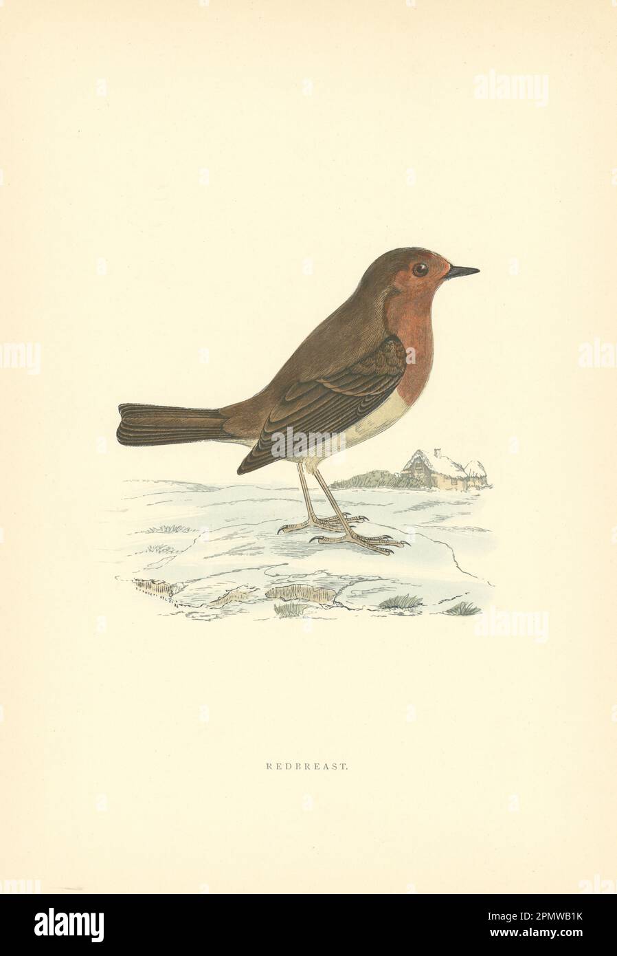 Redstart. Morris's British Birds. Stampa a colori antica 1903 anni Foto Stock