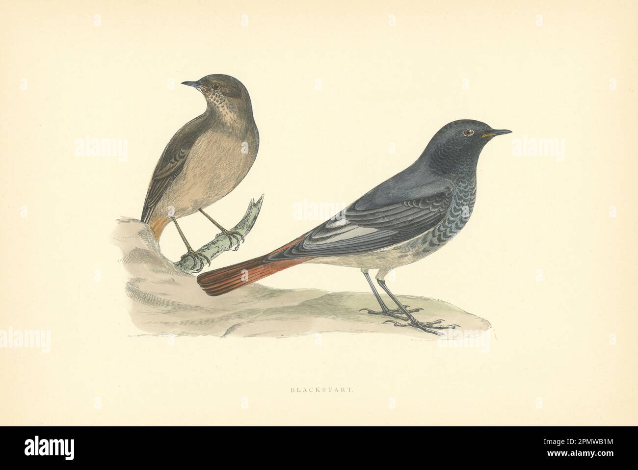 Partenza nera. Morris's British Birds. Stampa a colori antica 1903 anni Foto Stock