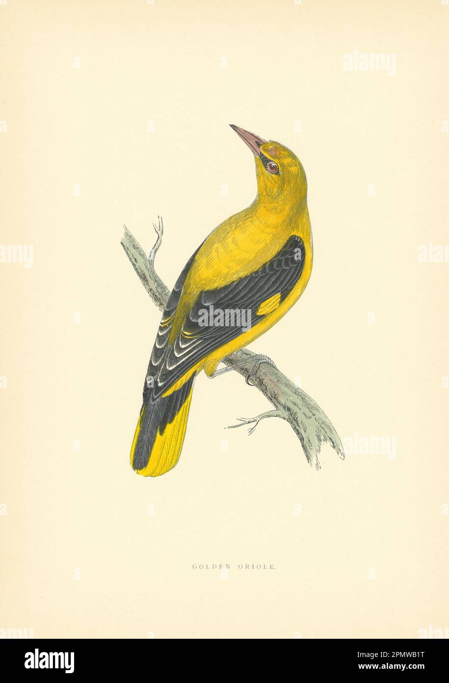 Oriole d'oro. Morris's British Birds. Stampa a colori antica 1903 Foto Stock