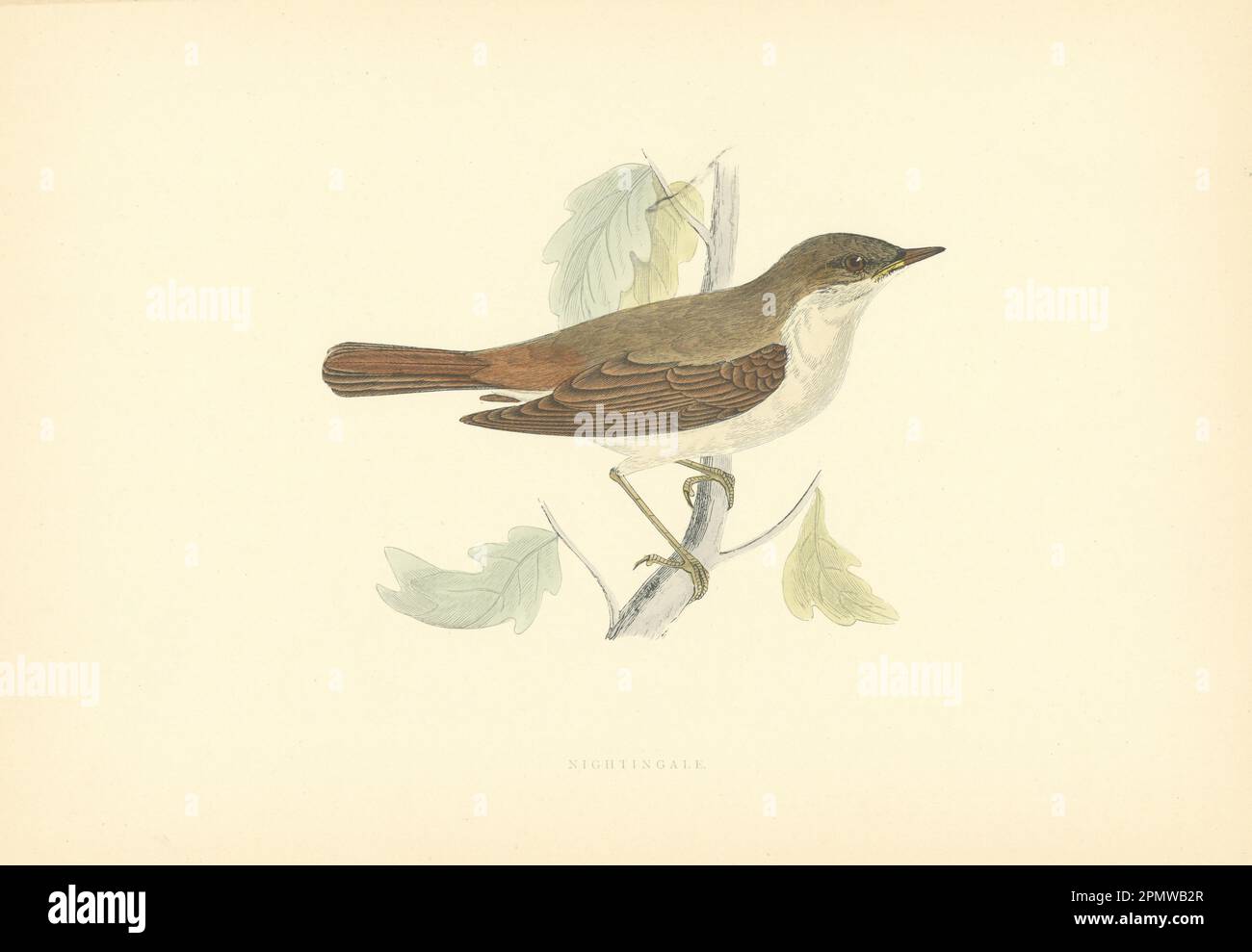 Nightingale. Morris's British Birds. Stampa a colori antica 1903 anni Foto Stock