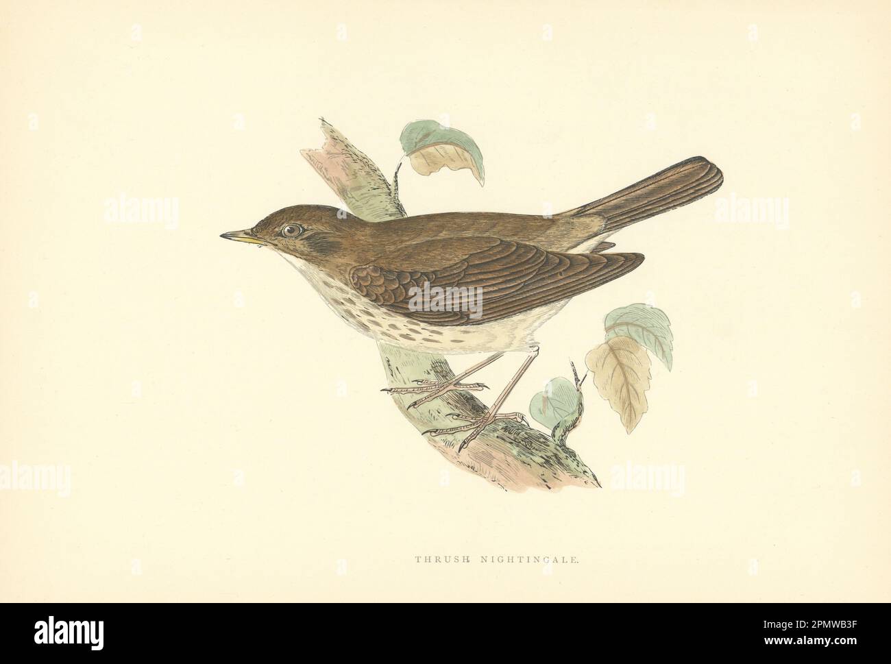 Thrush Nightingale. Morris's British Birds. Stampa a colori antica 1903 Foto Stock