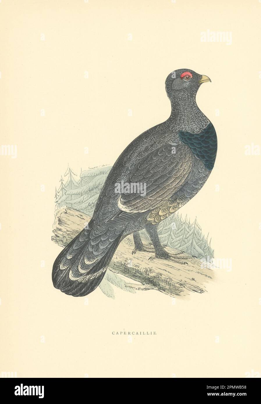 Capricci. Morris's British Birds. Stampa a colori antica 1903 anni Foto Stock