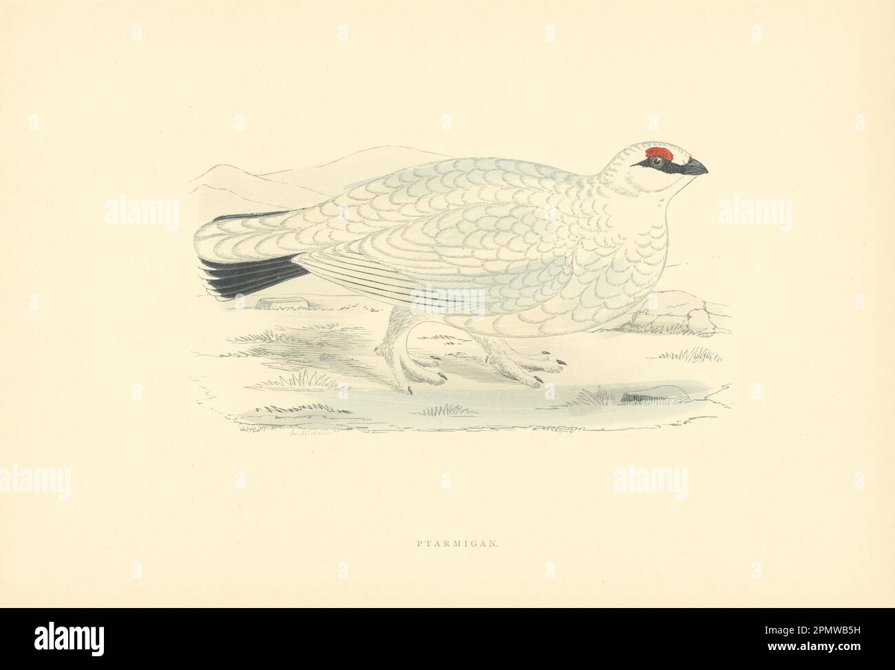 Ptarmigan. Morris's British Birds. Stampa a colori antica 1903 anni Foto Stock