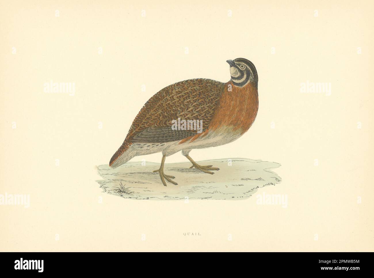 Quail. Morris's British Birds. Stampa a colori antica 1903 anni Foto Stock